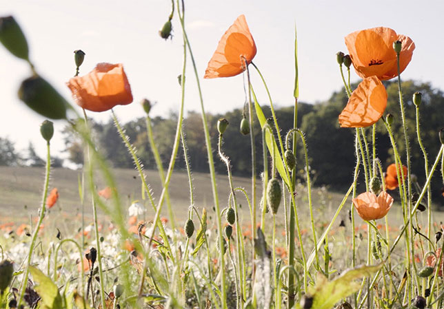 poppies in a field