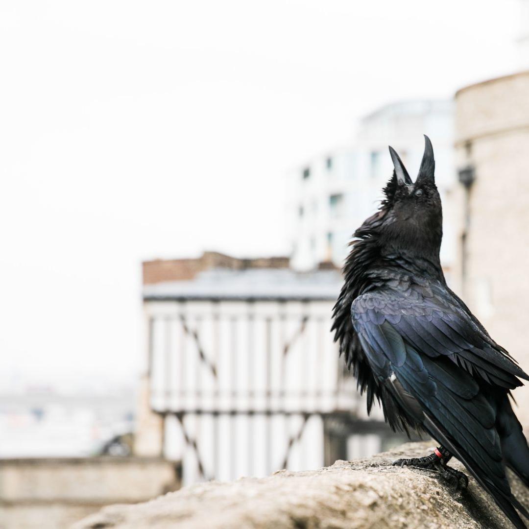 A Raven at the Tower of London