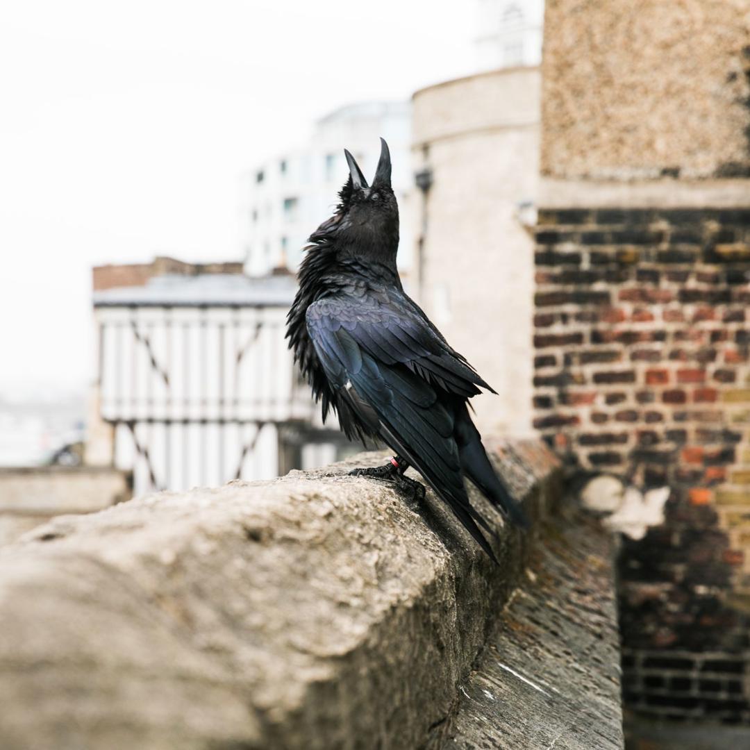 A Raven at the Tower of London