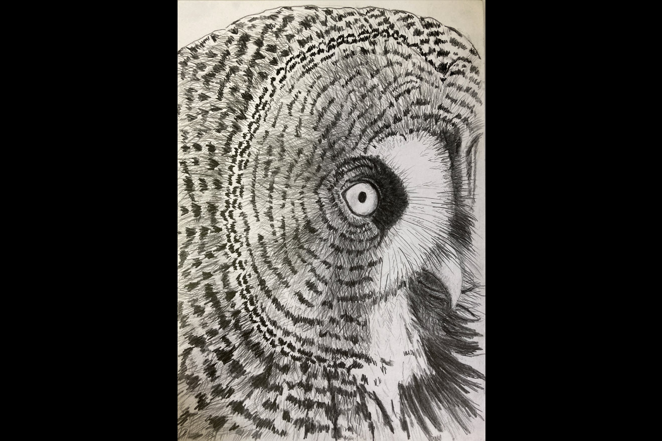 drawing of an owl