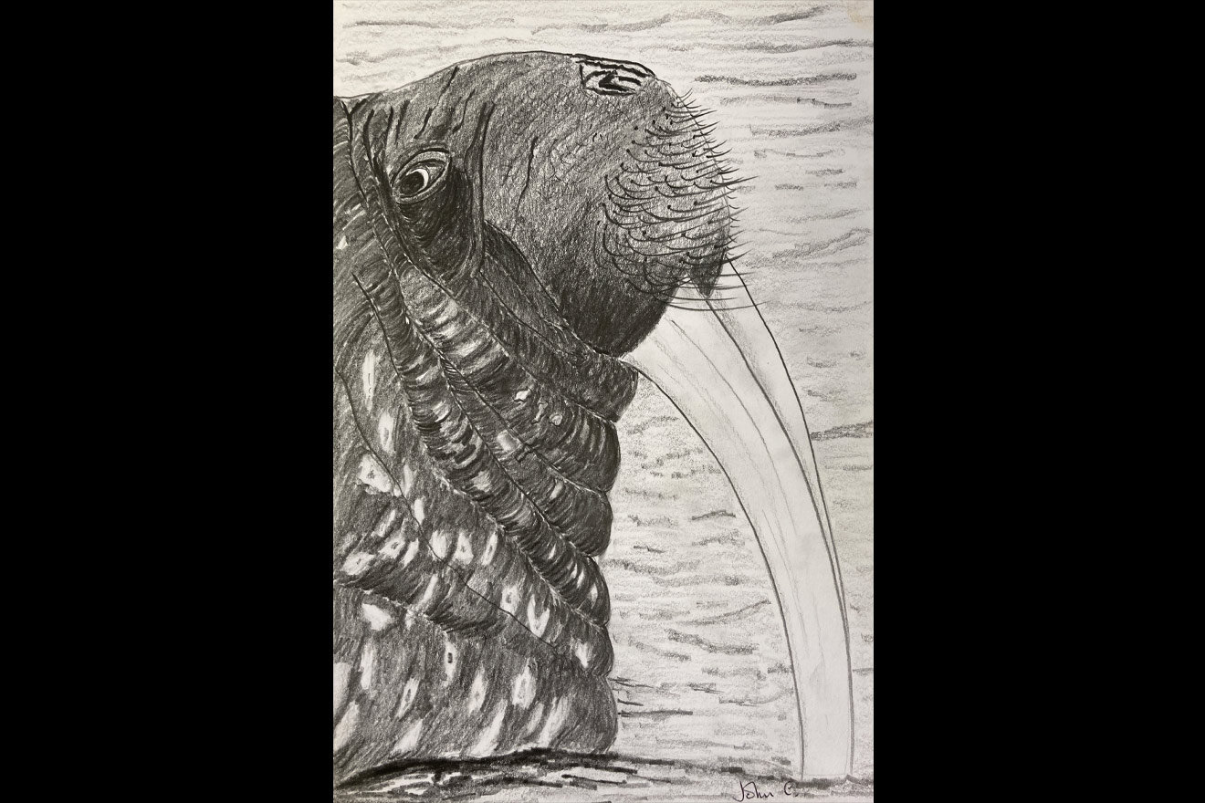 drawing of a walrus