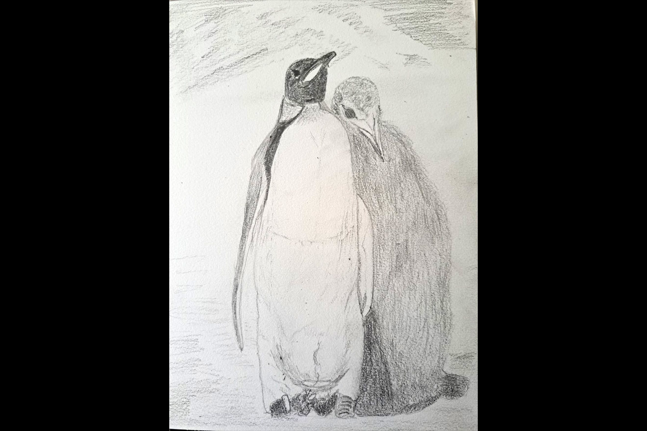 drawing of penguins