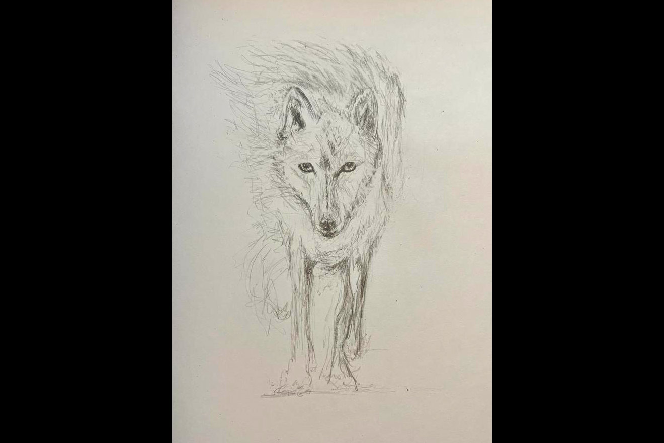 drawing of a wolf